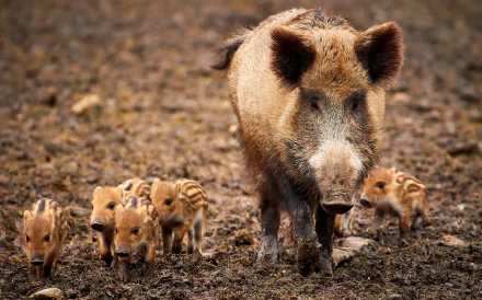 HD desktop wallpaper featuring a baby wild boar with several piglets walking on a natural earthy ground.