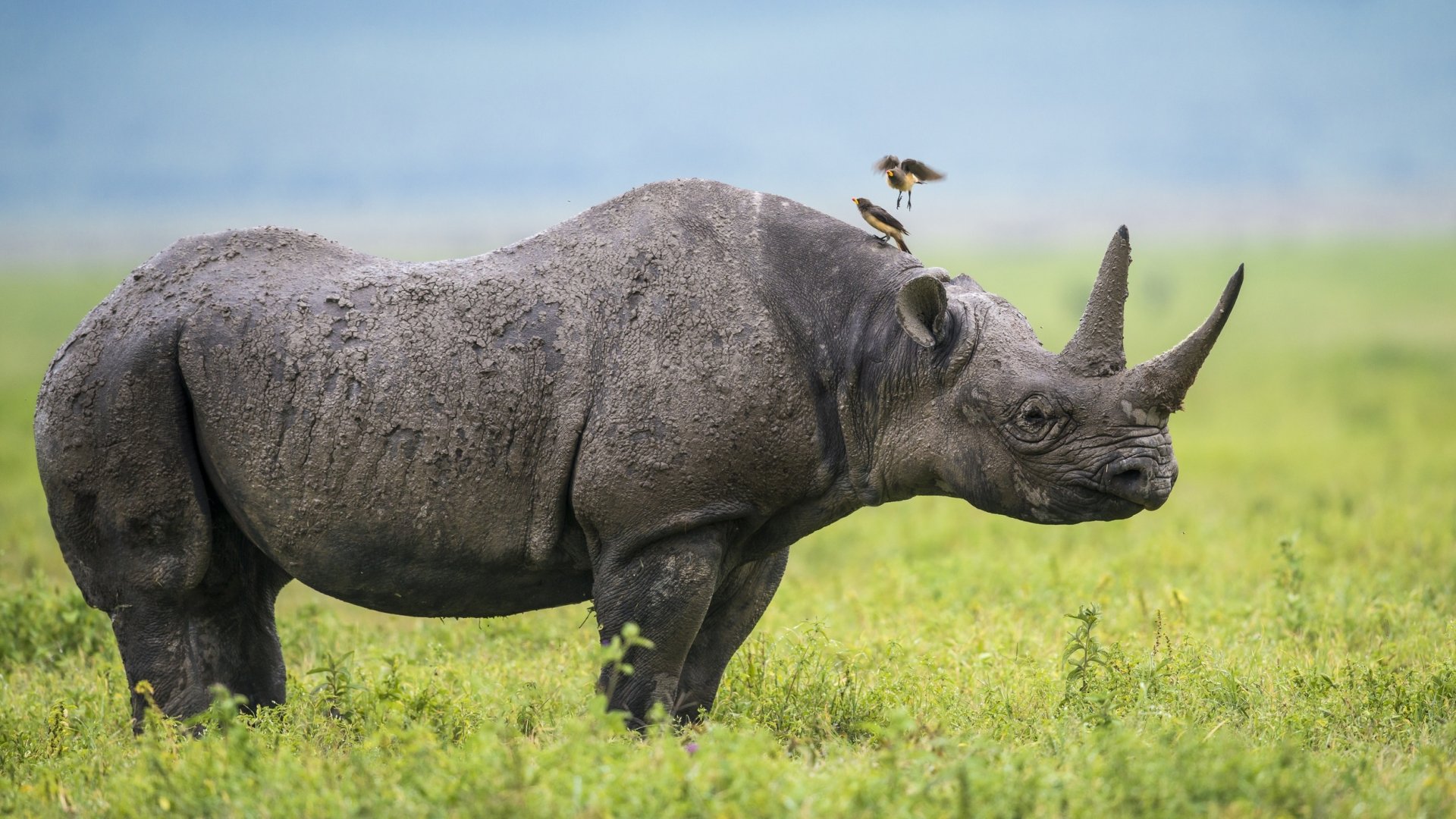 HD desktop wallpaper featuring a close-up of a rhino standing in a green field with birds perched on its back.