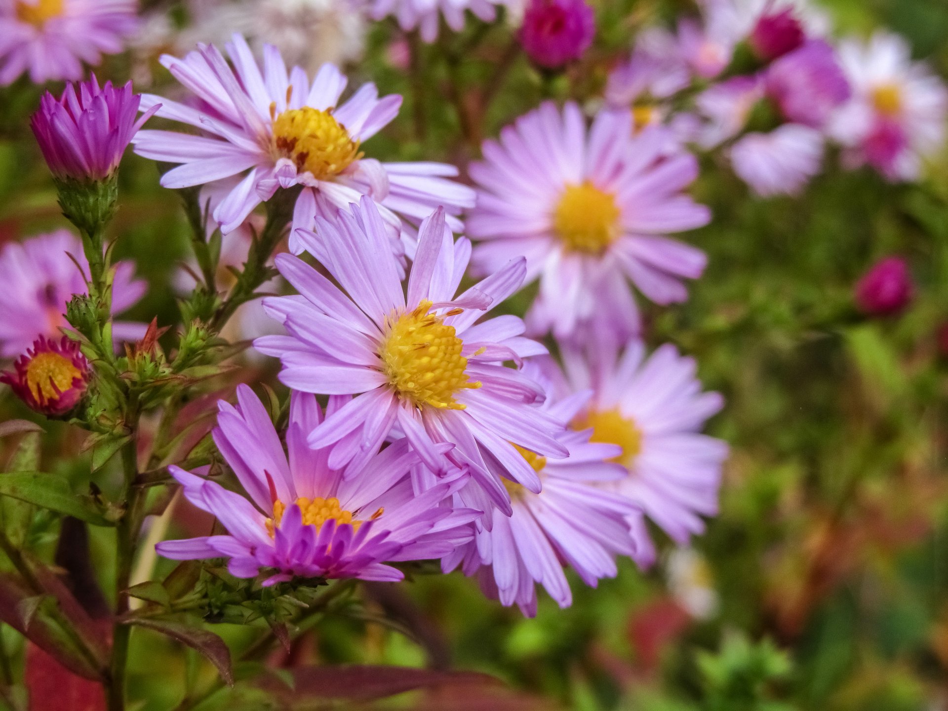 Download Pink Flower Nature Flower 4k Ultra HD Wallpaper by Vergilius