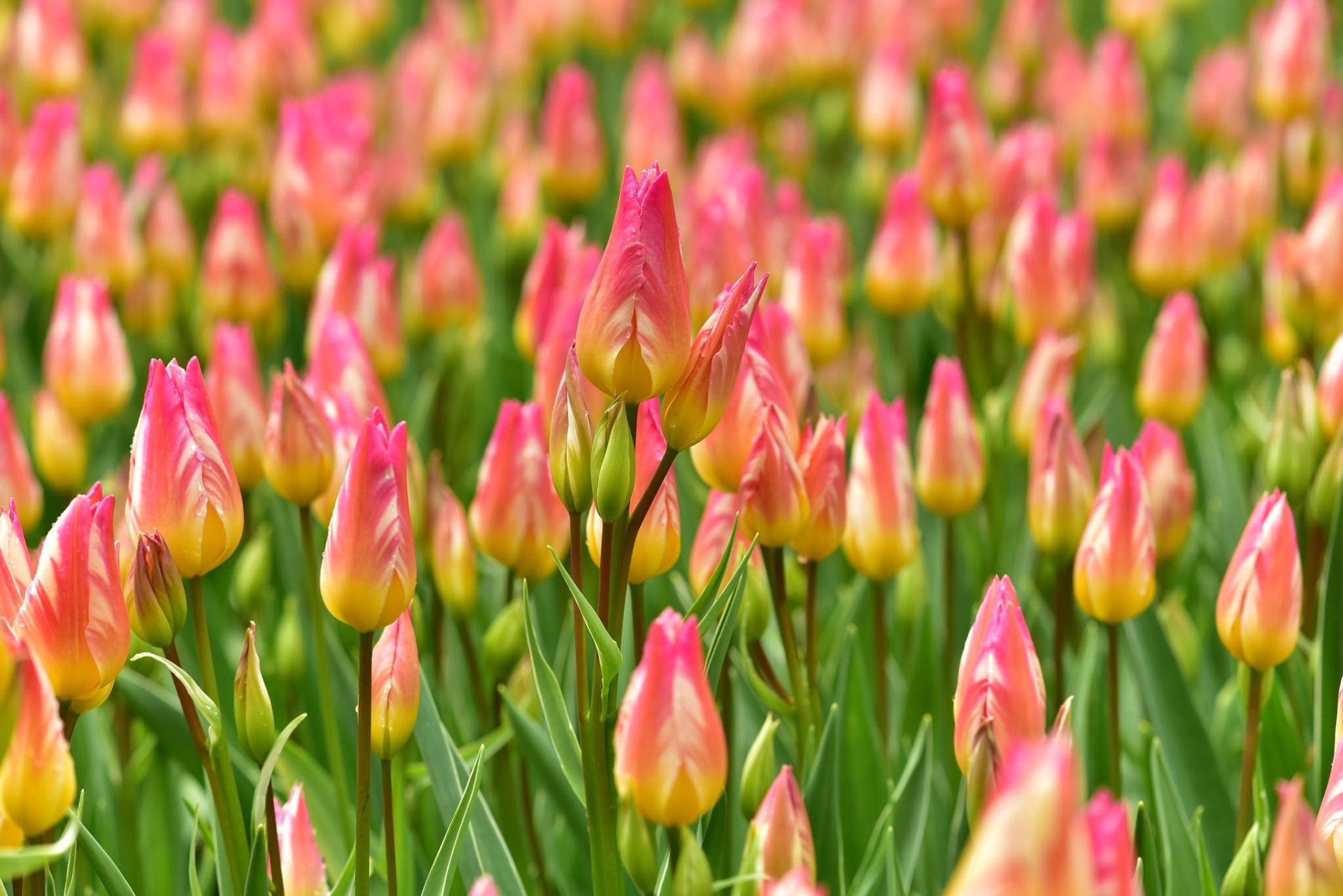 Download Pink Flower Flower Nature Tulip HD Wallpaper | 2048x1367 ...