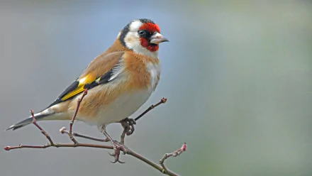 A vibrant European goldfinch perched on a thin branch, showcasing its distinctive red face and yellow wing patches in this HD desktop wallpaper.
