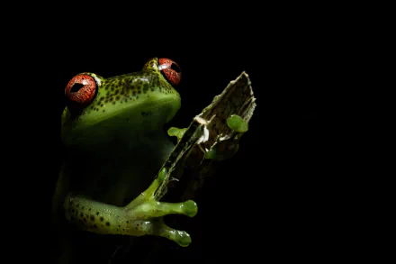 amphibian Animal frog HD Desktop Wallpaper | Background Image