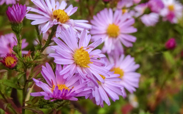 pink flower nature flower HD Desktop Wallpaper | Background Image