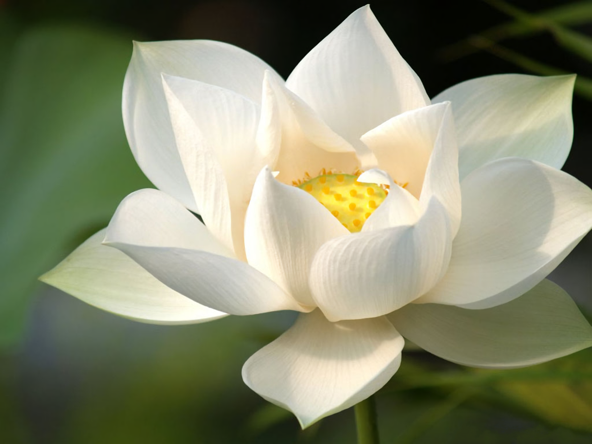 Elegant White Lotus HD Wallpaper