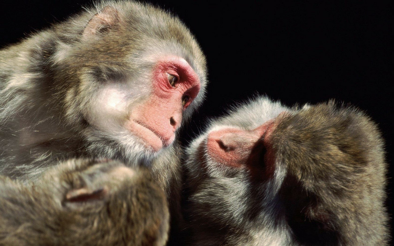 Close-up of two Japanese macaques, also known as snow monkeys, displaying tender interaction in natural light, captured in HD for a vibrant desktop wallpaper.