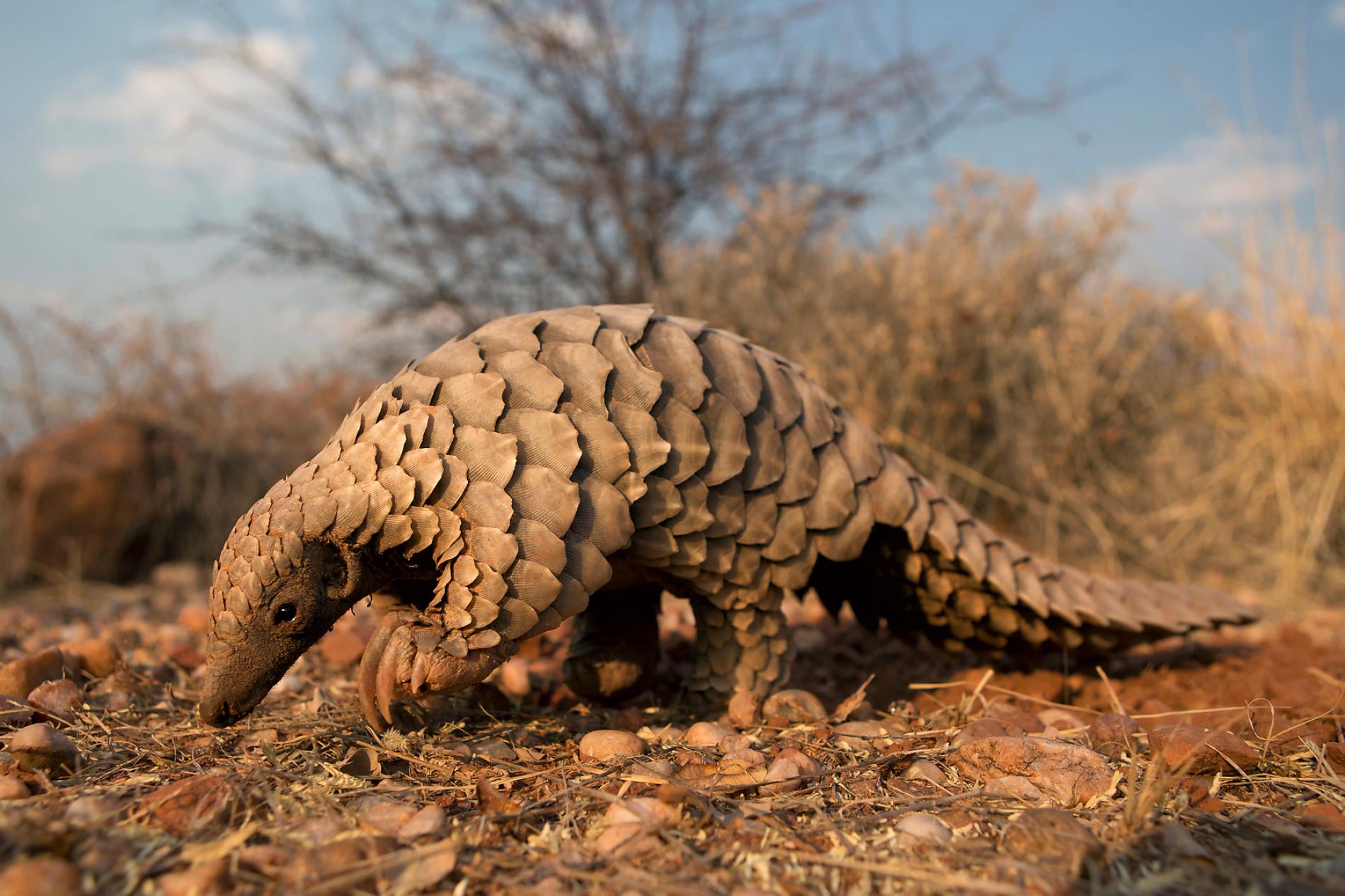 A Ground Pangolin is shown here in Namibia by Elyane and Cedric Jacquet