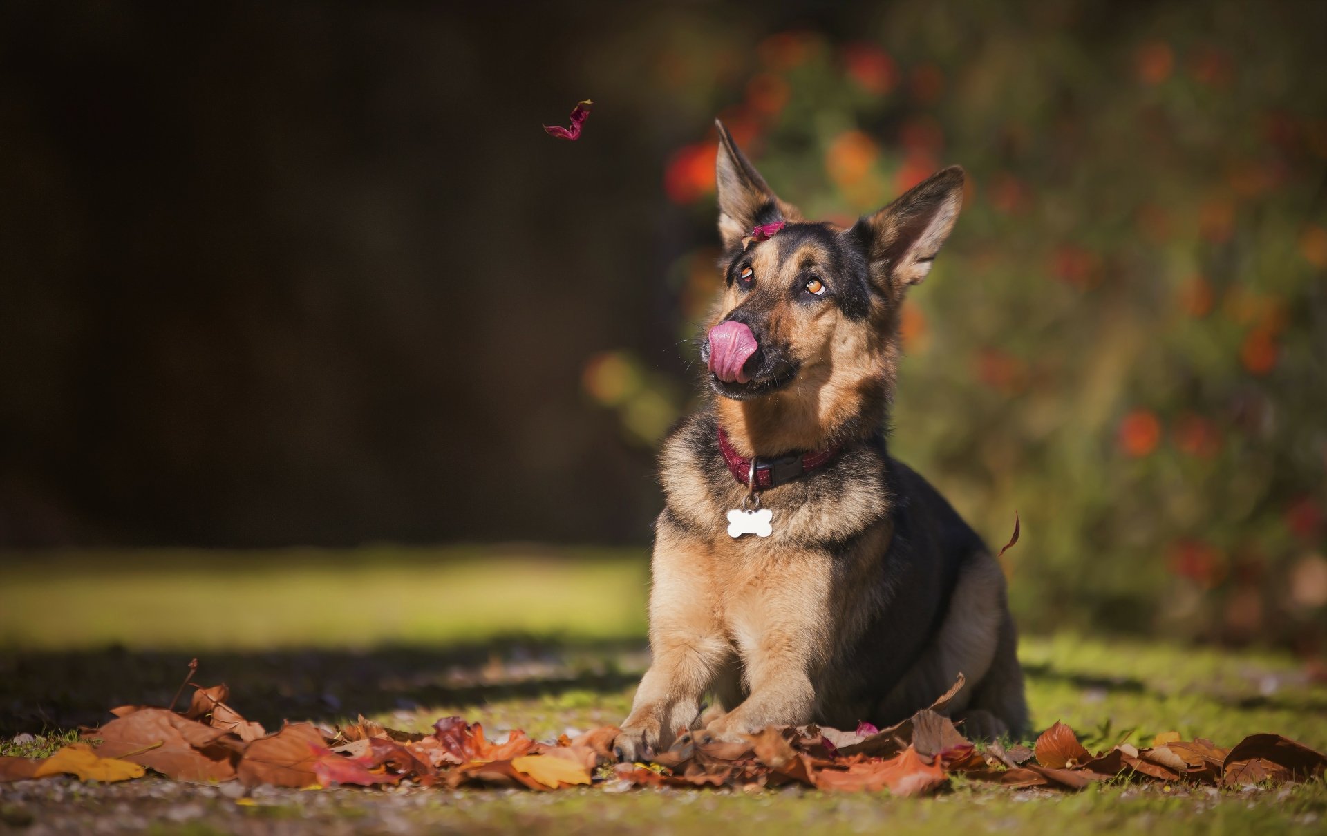 HD wallpaper of a German Shepherd lying on autumn leaves, licking its nose, with a blurred background. The dog looks attentive, framed by lush greenery and colorful foliage.