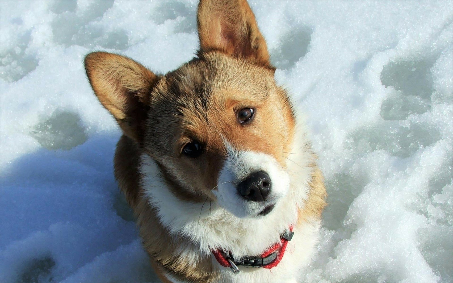 Welsh Corgi in the Snow