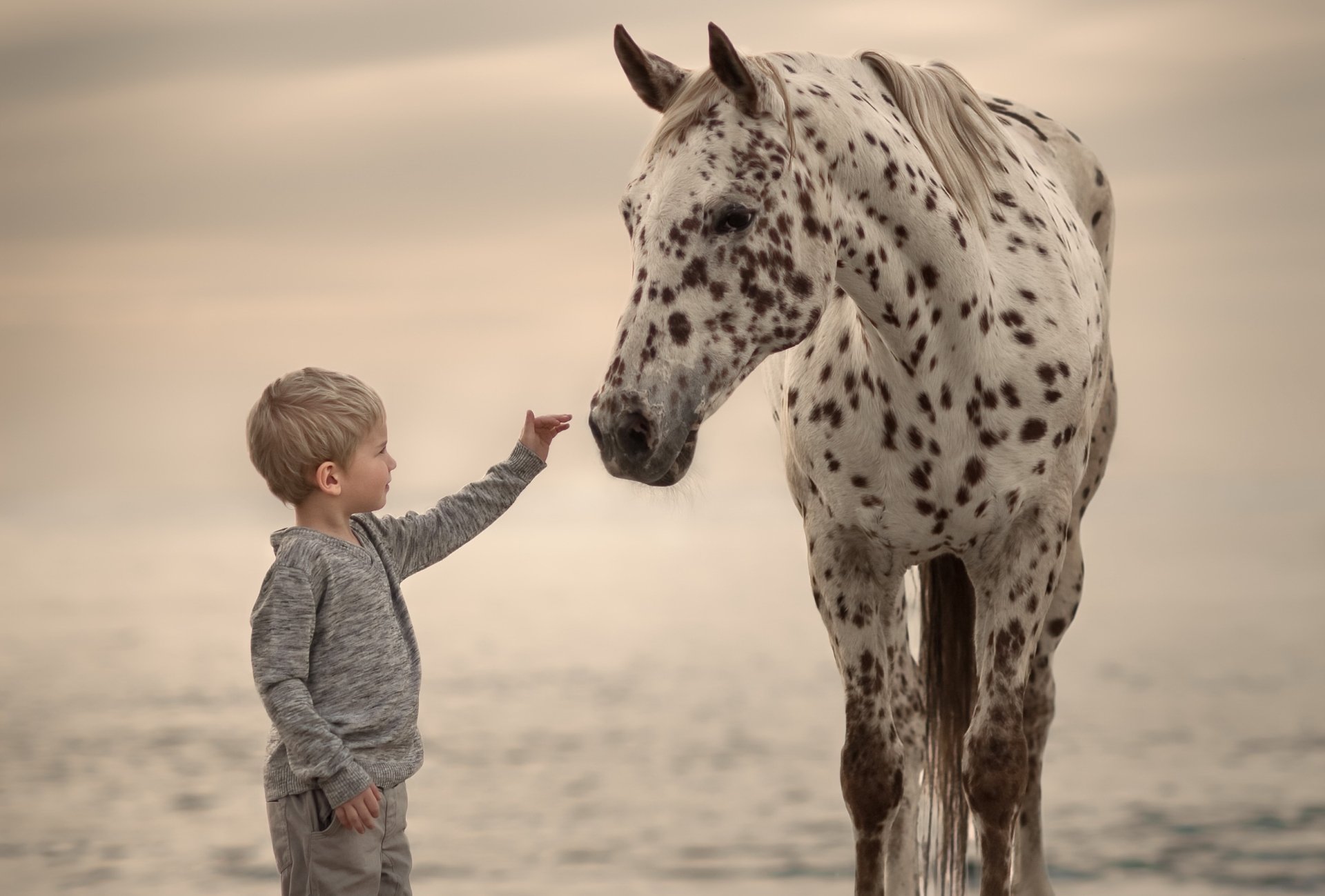 A little boy gently reaching out to a spotted horse on a serene beach, captured in a stunning HD photography desktop wallpaper.