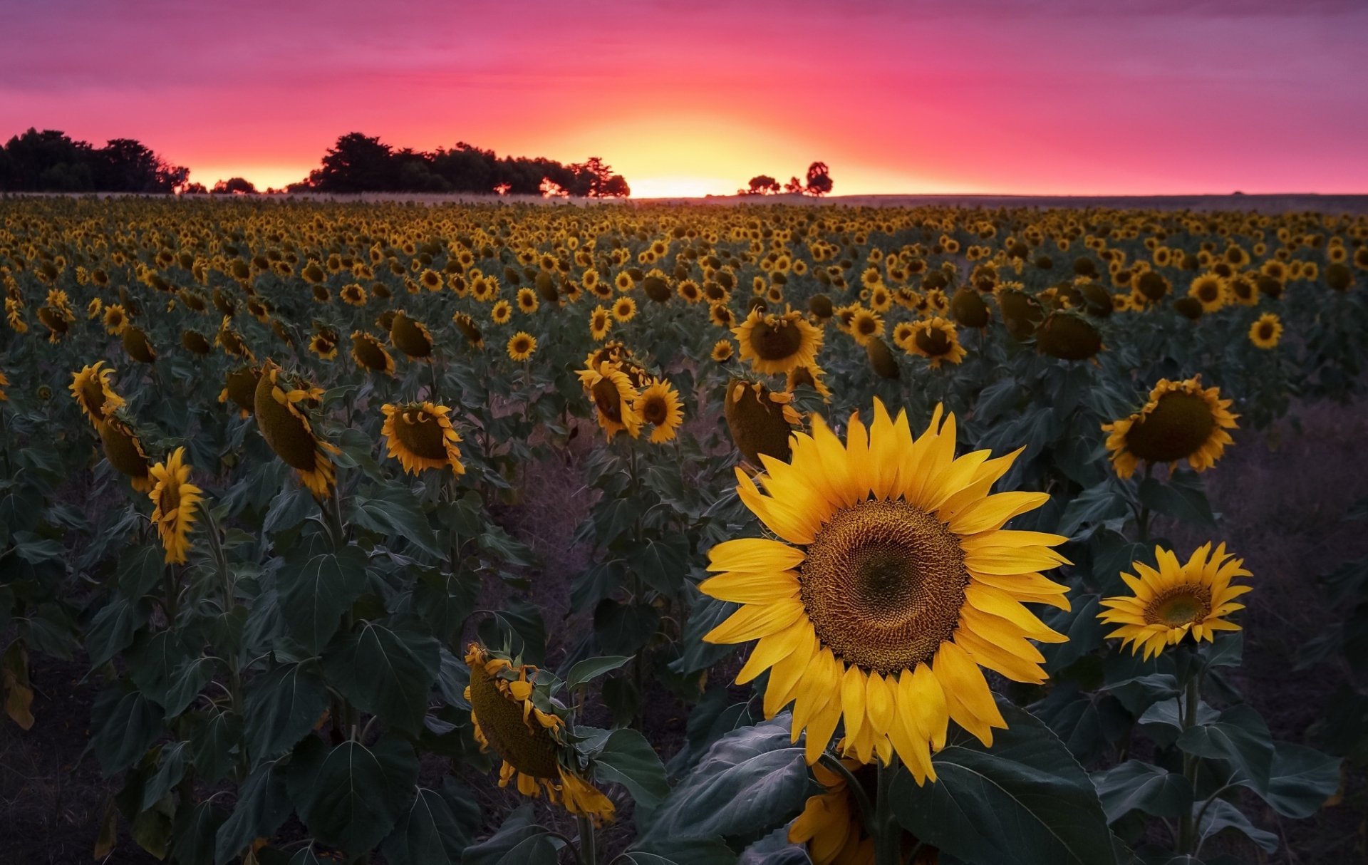 A vibrant field of yellow sunflowers stretches beneath a colorful sunset sky, capturing the essence of summer in this HD PC desktop wallpaper.