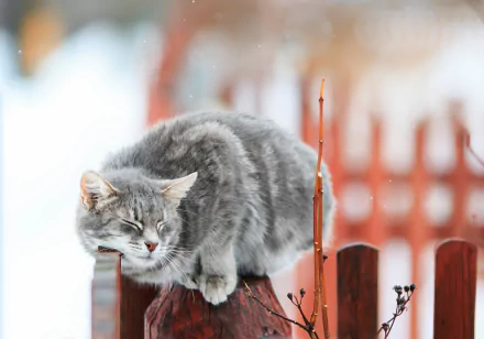 A cute gray cat curled up on a wooden fence post in a snowy winter landscape, captured in soft focus for a cozy, delightful HD wallpaper.