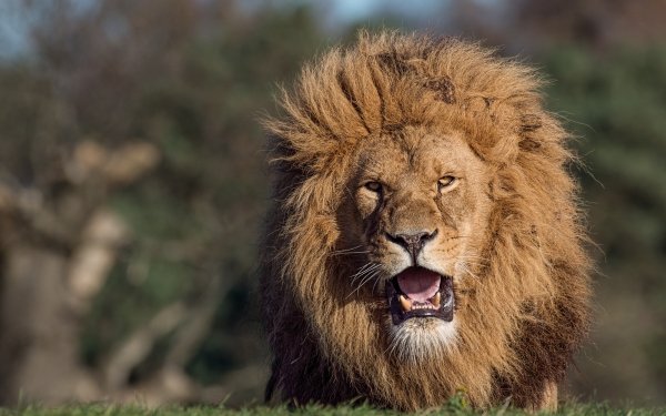 Animal Lion Cats Depth Of Field HD Wallpaper | Background Image