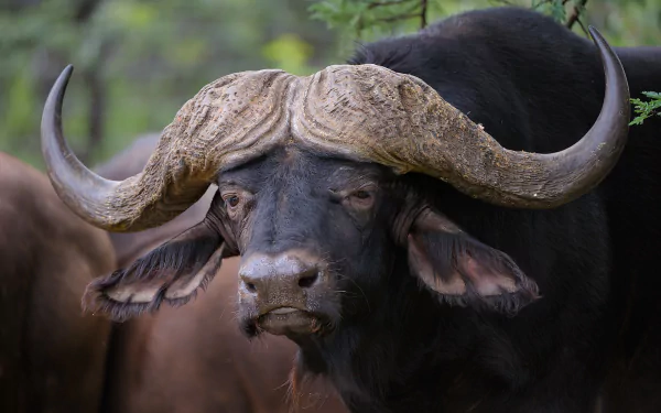 HD desktop wallpaper featuring a close-up of a buffalo with large curved horns against a blurred natural background.
