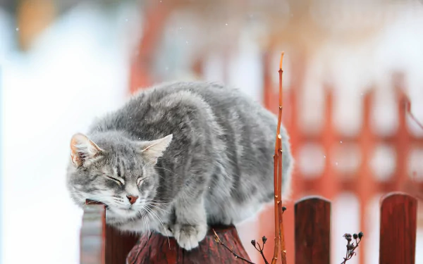 A cute gray cat curled up on a wooden fence post in a snowy winter landscape, captured in soft focus for a cozy, delightful HD wallpaper.