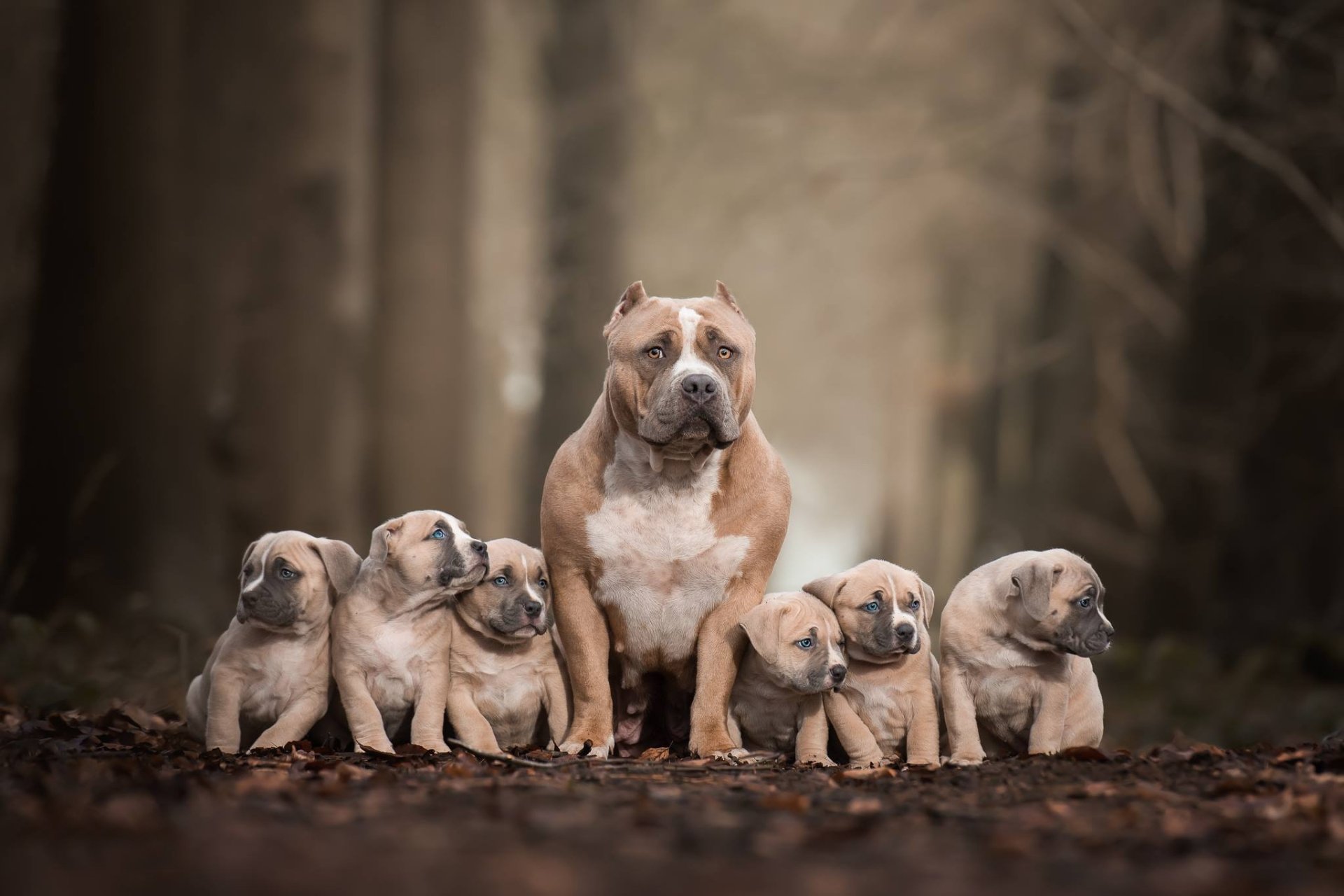 Download Puppy Depth Of Field Baby Animal Dog Animal Pit Bull HD Wallpaper