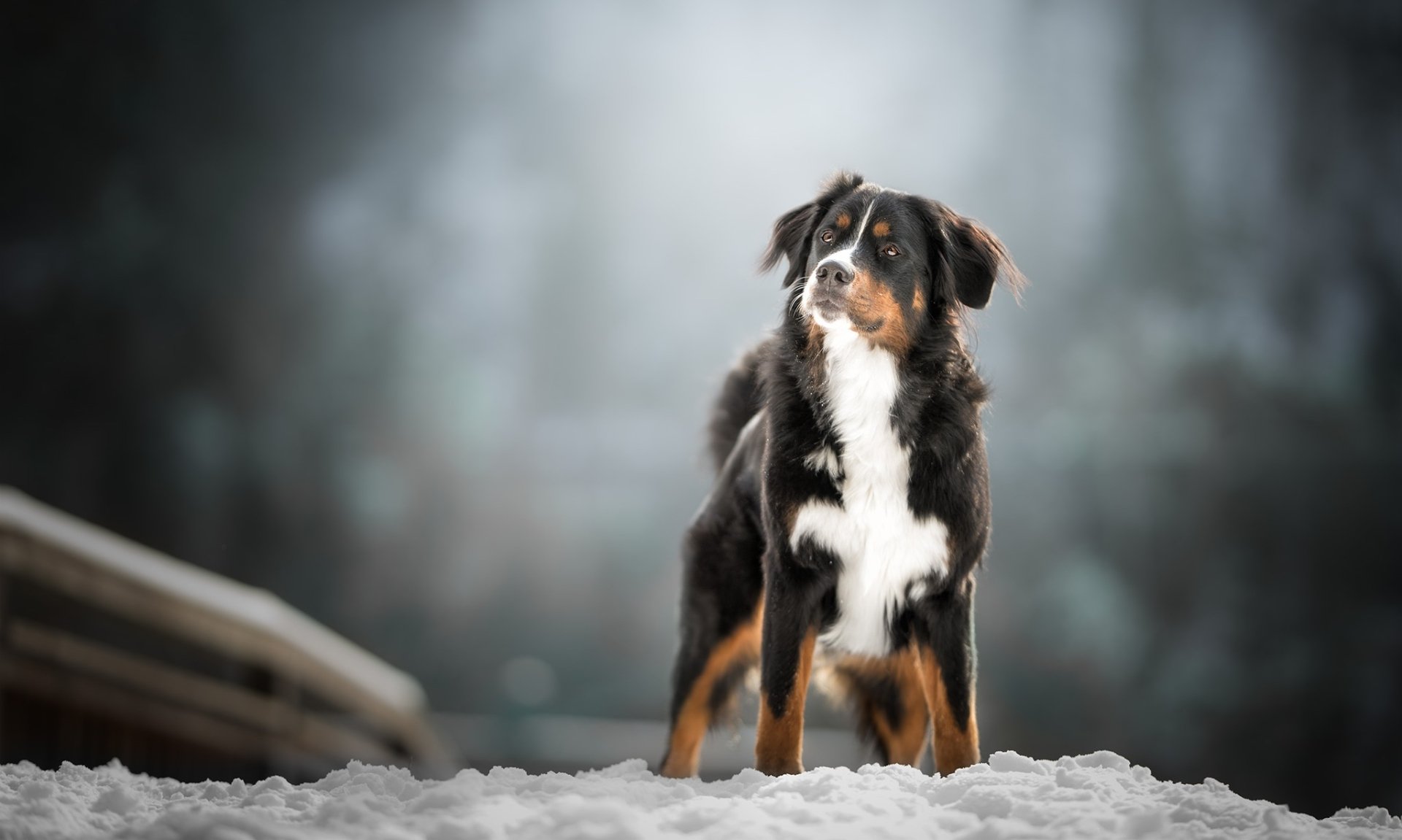 HD desktop wallpaper featuring a Sennenhund dog standing in snow with a blurred background, showcasing depth of field and the animal's alert posture.