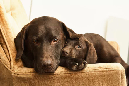HD desktop wallpaper of a Labrador puppy lying on a cozy chair with an adult Labrador, both looking relaxed and content.