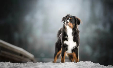 HD desktop wallpaper featuring a Sennenhund dog standing in snow with a blurred background, showcasing depth of field and the animal's alert posture.