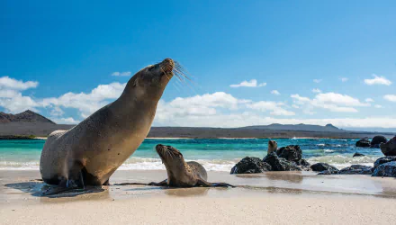 HD desktop wallpaper of a baby seal and adult seal resting on a sandy beach with turquoise water and a bright blue sky in the background.