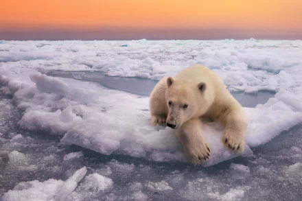 HD desktop wallpaper featuring a polar bear resting on ice at sunset, with a horizon blending warm tones and icy landscapes.