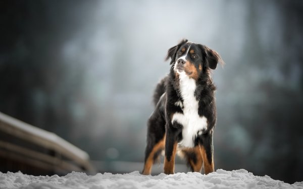 Animal Sennenhund Dogs Dog Depth Of Field HD Wallpaper | Background Image