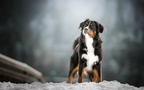 HD desktop wallpaper featuring a Sennenhund dog standing in snow with a blurred background, showcasing depth of field and the animal's alert posture.