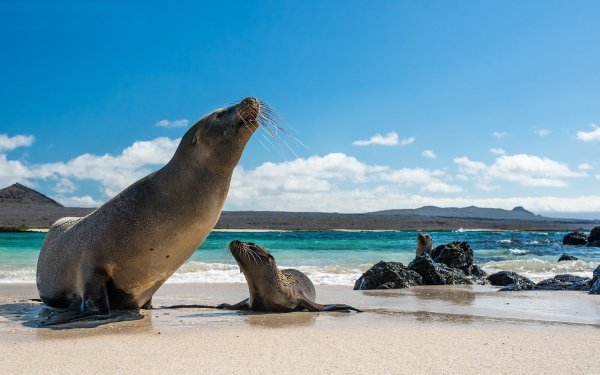 Animal Seal Seals Beach Baby Animal HD Wallpaper | Background Image