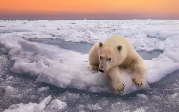 HD desktop wallpaper featuring a polar bear resting on ice at sunset, with a horizon blending warm tones and icy landscapes.