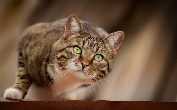 HD desktop wallpaper featuring a close-up of a tabby cat with green eyes intently staring ahead, capturing the focused expression of the animal.