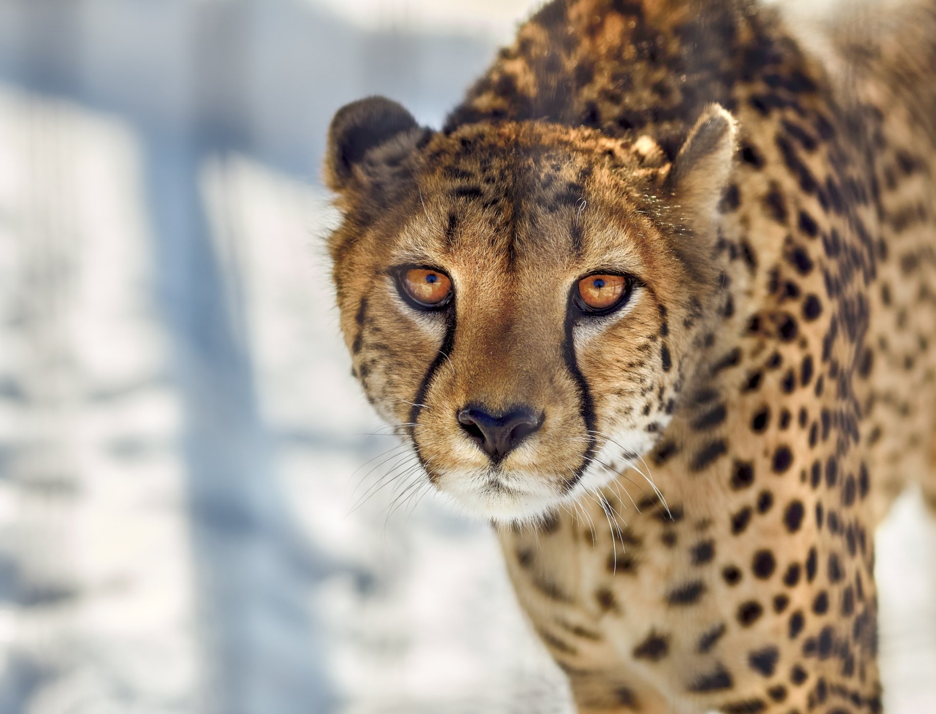 Stunning Cheetah HD Wallpaper