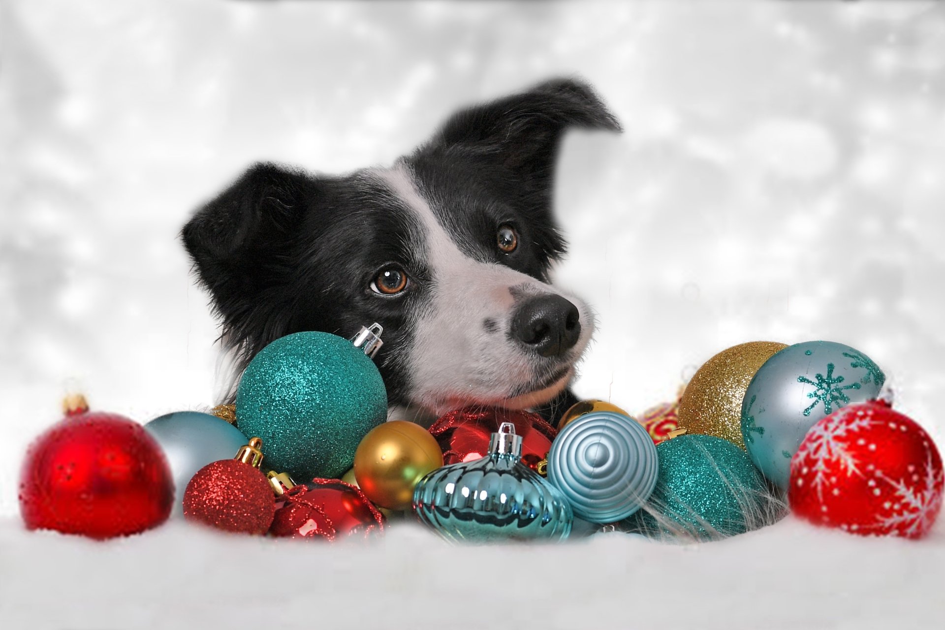 A Border Collie surrounded by colorful Christmas baubles and ornaments on a festive snowy background, captured in HD for a PC desktop wallpaper.