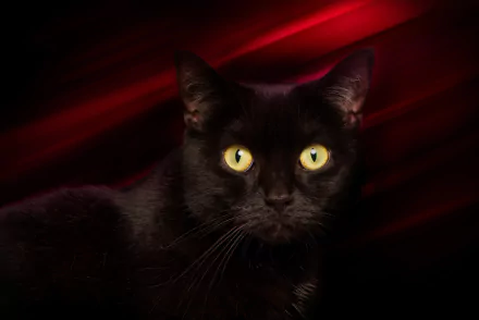 stare Animal cat HD Desktop Wallpaper | Background Image