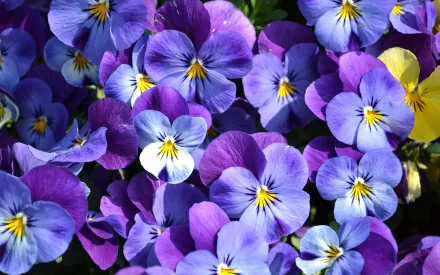 Close-up HD desktop wallpaper of vibrant purple pansy flowers showcasing intricate petals and bright yellow centers in a natural outdoor setting.