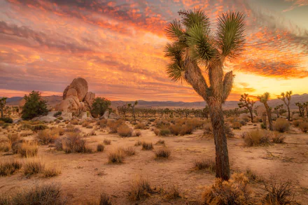 HD desktop wallpaper of Joshua Tree National Park in California at sunrise, showcasing a beautiful desert landscape with a vibrant sky filled with clouds.