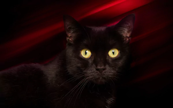 HD PC desktop wallpaper featuring a black cat with intense yellow eyes staring against a dark red background.