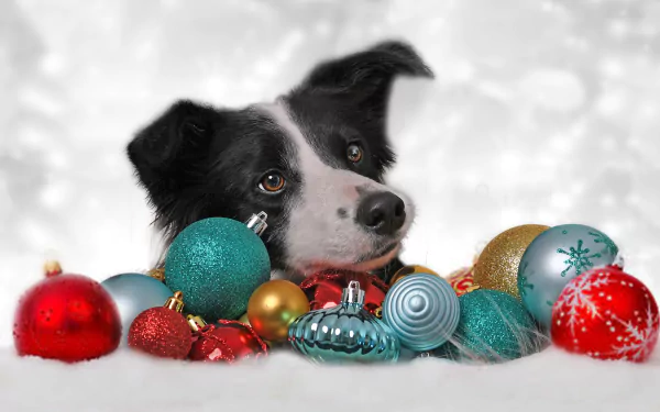 A Border Collie surrounded by colorful Christmas baubles and ornaments on a festive snowy background, captured in HD for a PC desktop wallpaper.
