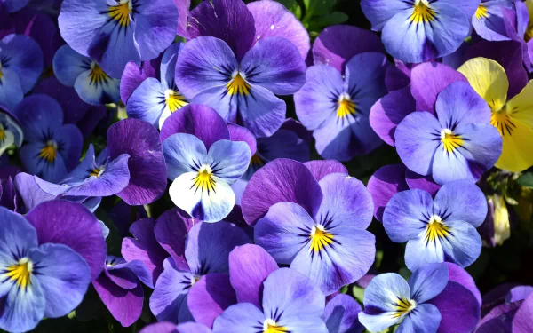 Close-up HD desktop wallpaper of vibrant purple pansy flowers showcasing intricate petals and bright yellow centers in a natural outdoor setting.
