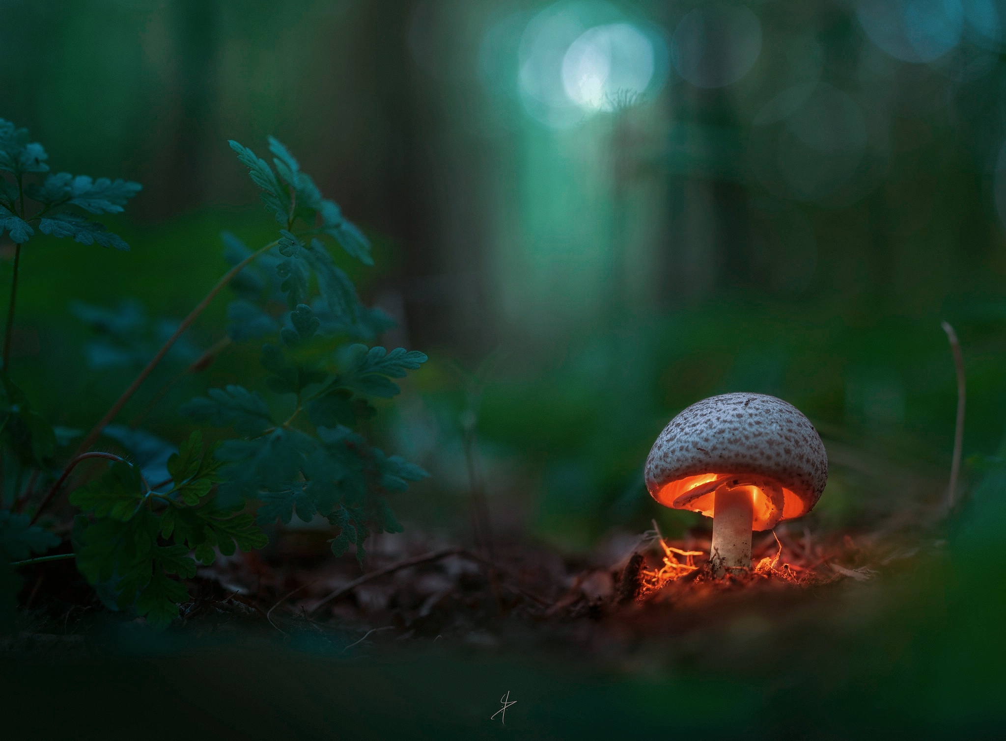 Enchanted Mushroom Glow A Magical Depth of Field Fall Nature HD Wallpaper — free download