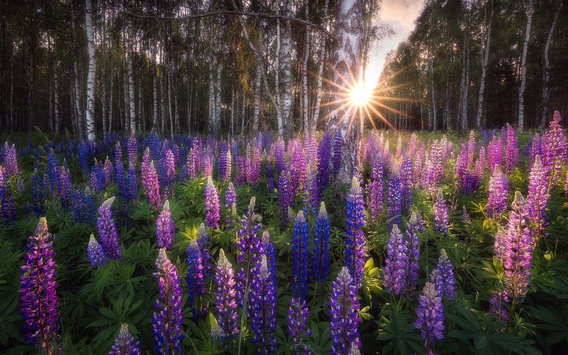 A vibrant forest scene with sunlight filtering through trees onto a field of blooming purple lupine flowers, captured in stunning HD as a PC desktop wallpaper.