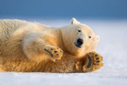 Animal polar bear HD Desktop Wallpaper | Background Image