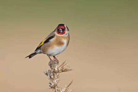 European goldfinch (bird, animal) perched on a thistle, vivid colors and soft gradient backdrop — HD PC desktop wallpaper/background.