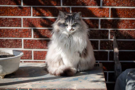 stare Animal cat HD Desktop Wallpaper | Background Image