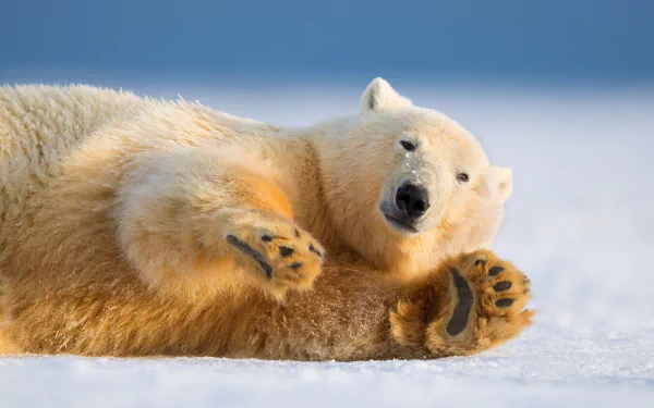 HD desktop wallpaper featuring a close-up of a polar bear lying on snow against a clear blue sky.