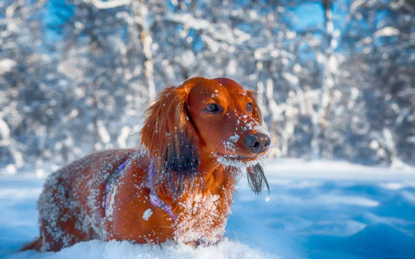 A dachshund dog lies in deep snow with a blurred winter forest background, showcasing sharp depth of field in this HD desktop wallpaper.