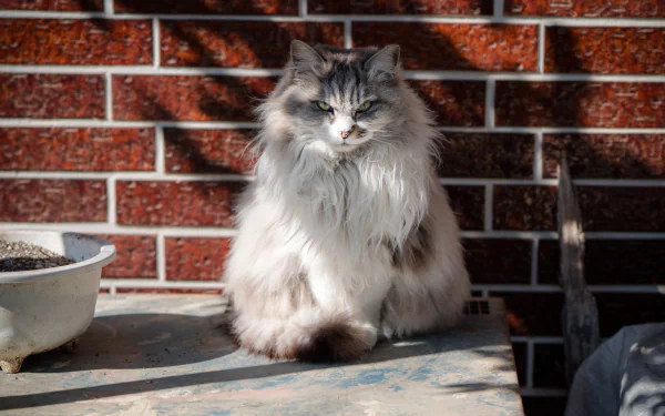 HD PC desktop wallpaper of a fluffy cat with piercing eyes staring intently, set against a red brick wall background.