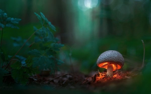 Earth Mushroom Nature Fall Depth Of Field HD Wallpaper | Background Image