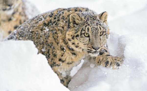 Animal Snow Leopard Cats Snow Winter HD Wallpaper | Background Image