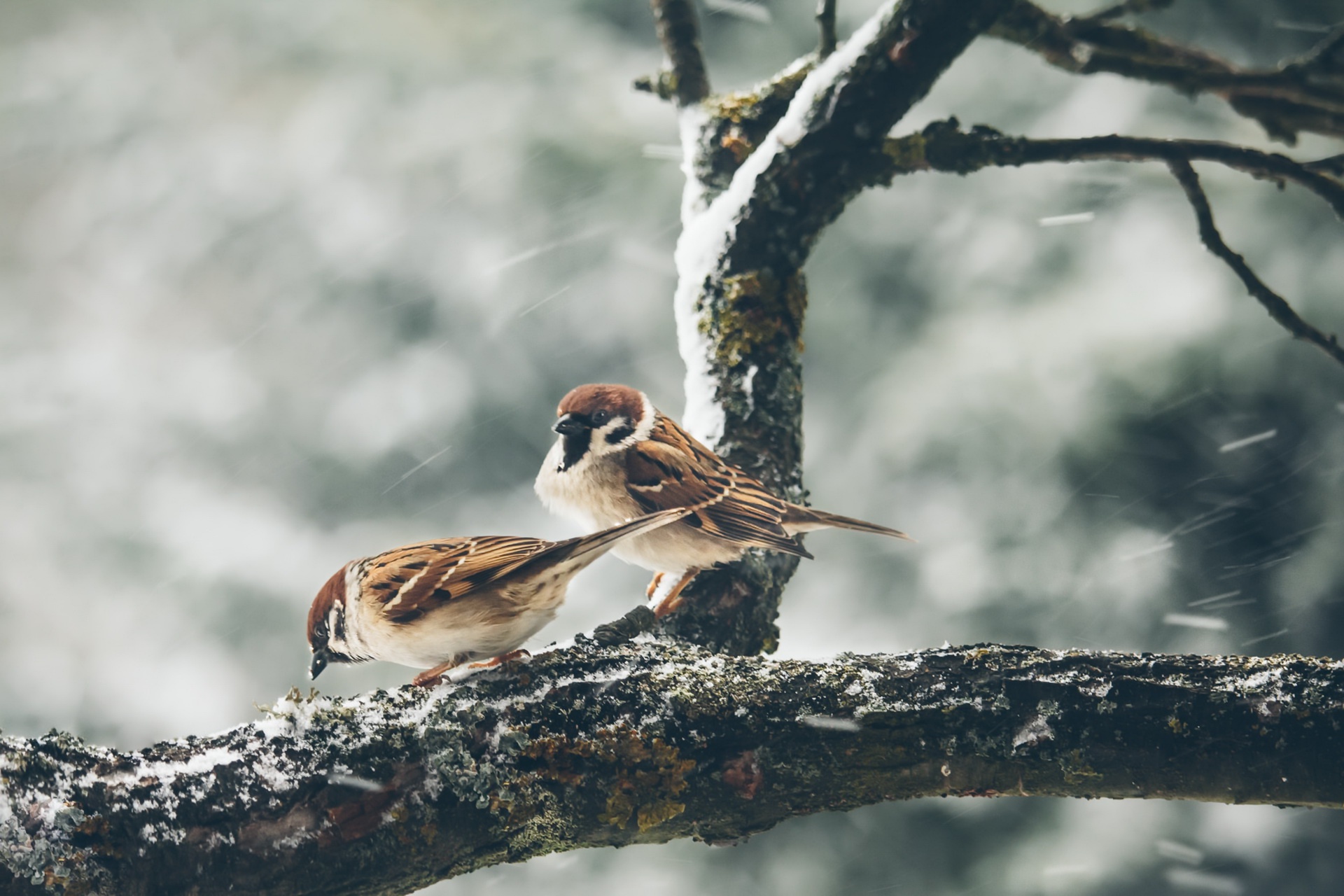 Sparrow HD Wallpaper by Angelina Todorovic Stanic