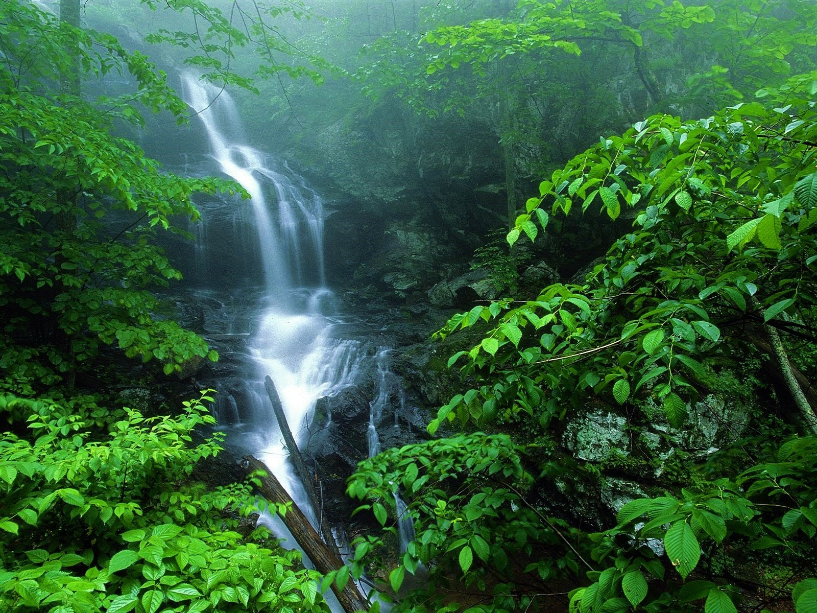 Download Greenery Fog Leaf Forest Nature Waterfall Wallpaper