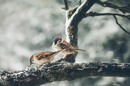HD PC desktop wallpaper background: two sparrows (birds/animals) perched on a snow-dusted branch in a windy, wintry scene.